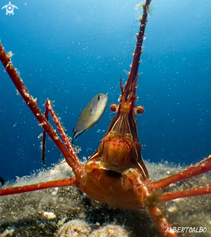 A cangrejo araña