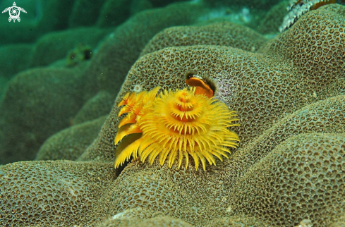 A christmas tree worm