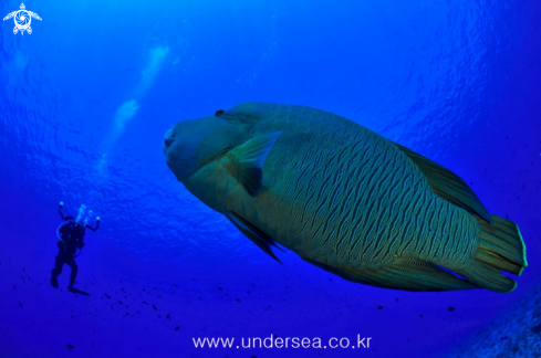 A Green humphead parrotfish