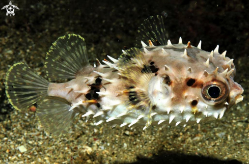 A puffer fish