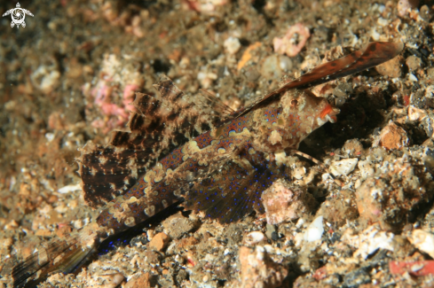 A Dactylopus dactylopus | Fingered Dragonet