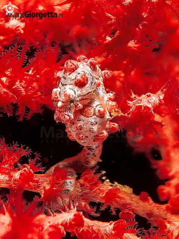 A Bargibanti pigmy sea horse