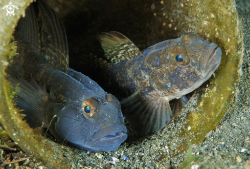 A Gobius niger | Ghiozzo nero