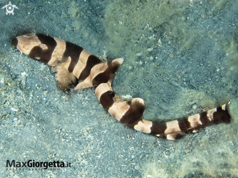 A little bamboo shark