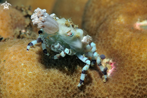 A Decorator crab