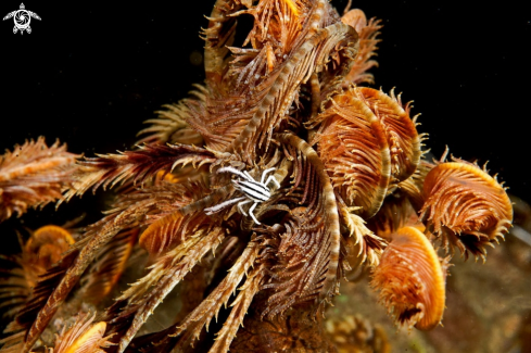 A squat lobster