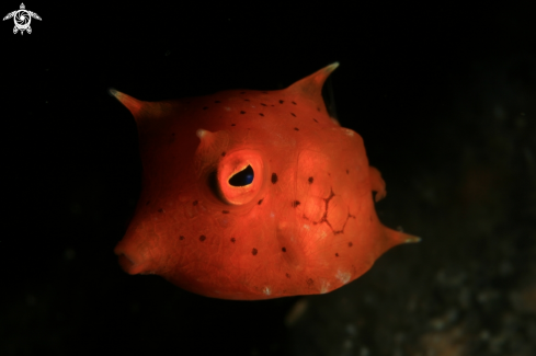 A Cow Fish