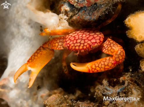 A  Yellow-spotted Guard Crab