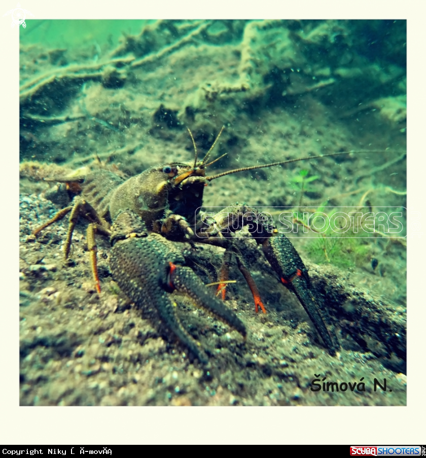 A freshwater crayfish 