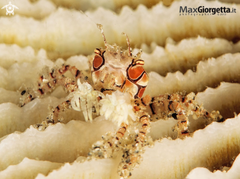 A boxer crab