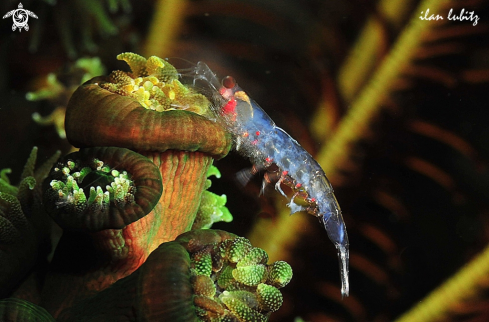 A anemone shrimp