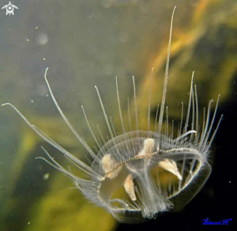 A freshwater jellyfish