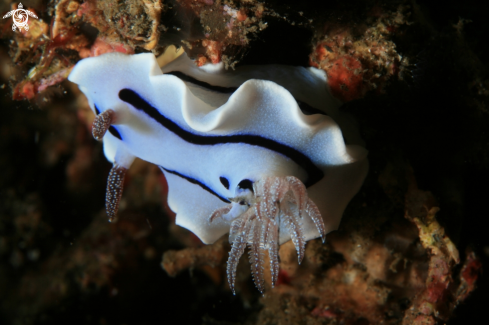 A Chromodoris dianae  | Nudibranch