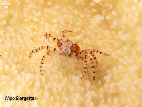 A Mosaic Boxer Crab