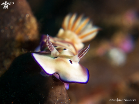 A Nudi