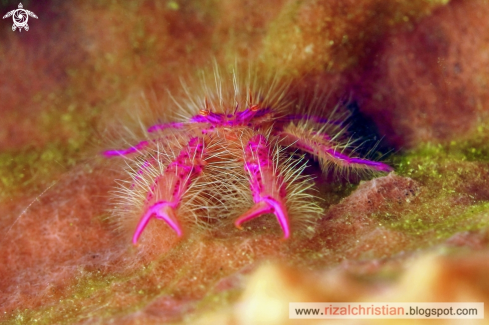 A Lauriea siagiani | Hairy Squat Lobster