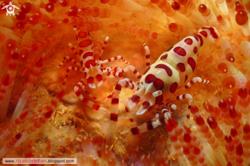 A Periclimenes colemani on Asthenosoma varium | Coleman Shrimp on Fire Sea Urchin