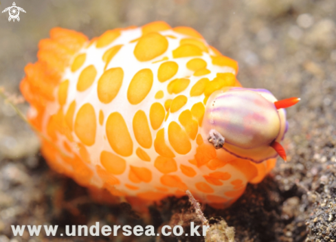 A nudibranch