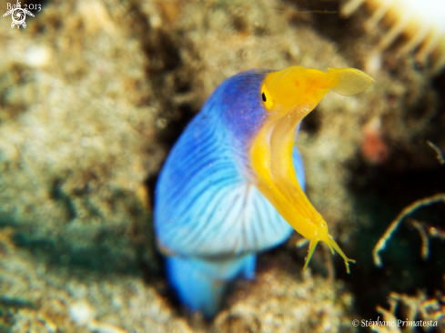 A Rhimomuraena quaesita | Ribbon eel