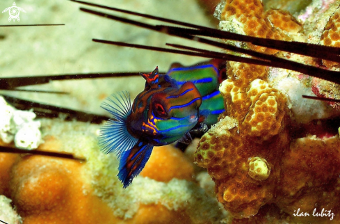 A mandarin fish