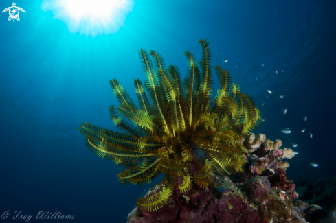 A Crinoidea | Crinoid