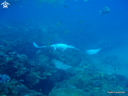 A Manta Ray