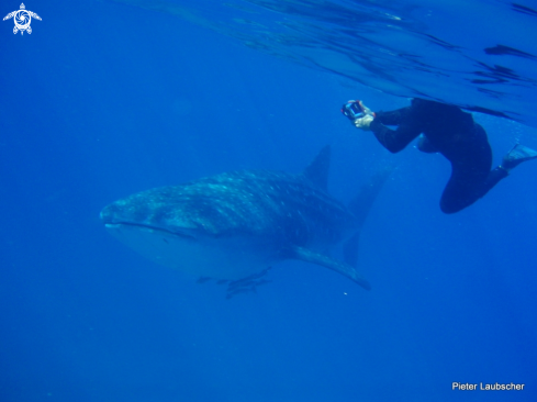 A Rhincodon typus | Whale shark