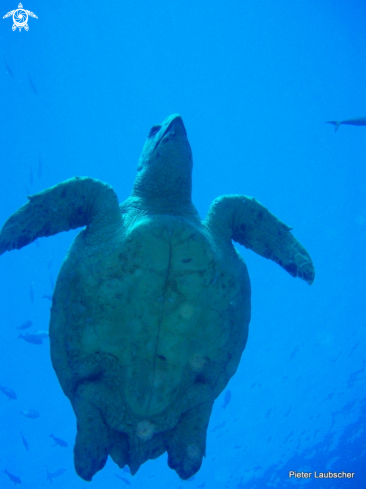 A Caretta caretta | Loggerhead turtle