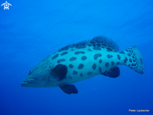 A Epinephelus tukula  | Potato Grouper