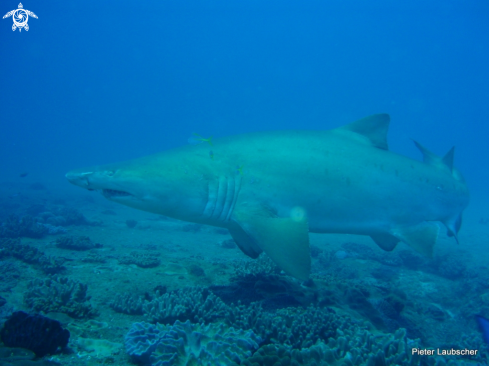 A Ragged Tooth shark