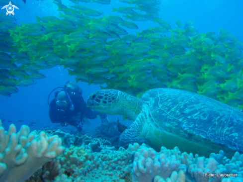 A Chelonia mydas | Green turtle