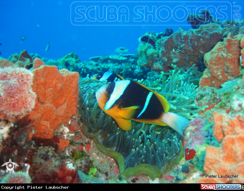A Two bar Anemonefish