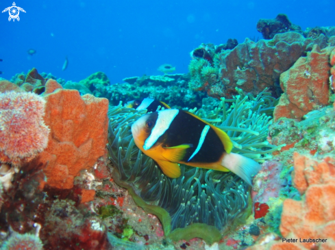 A Amphiprion allardi | Two bar Anemonefish