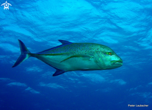 A Caranx melampygus  | Bluefin Kingfish
