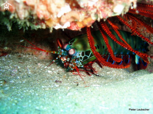A Odontodactylus scyllarus | Peacock Mantis shrimp