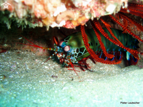 A Peacock Mantis shrimp