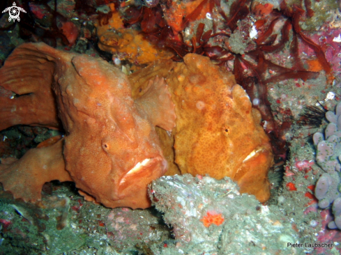 A Antennarius commersoni | Giant Anglerfish