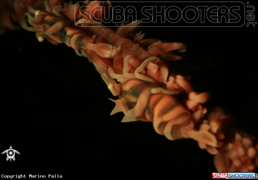 A Whip coral Shrimp