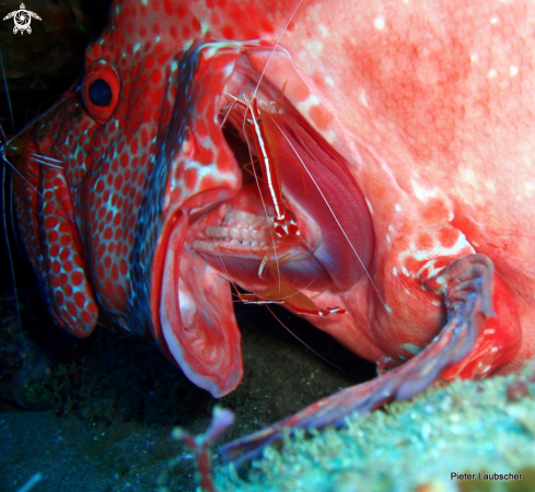 A Scarlet cleaner shrimp