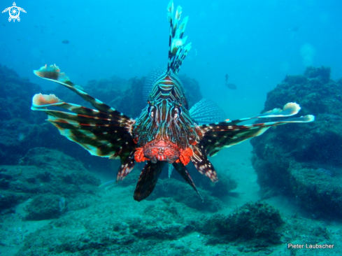 A Pterois volitans | Lionfish