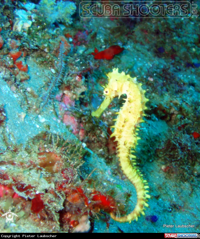 A Spiny sea horse