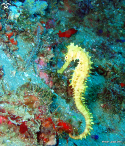 A Hippocampus histrix | Spiny sea horse