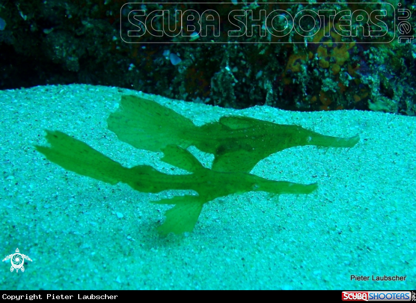 A Seagrass ghost pipefish