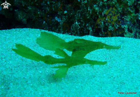 A Seagrass ghost pipefish