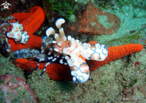 A harlequin shrimp