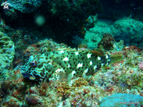 A Marbled hawkfish