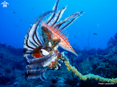A Oxycirrhites typus | Longnose hawkfish