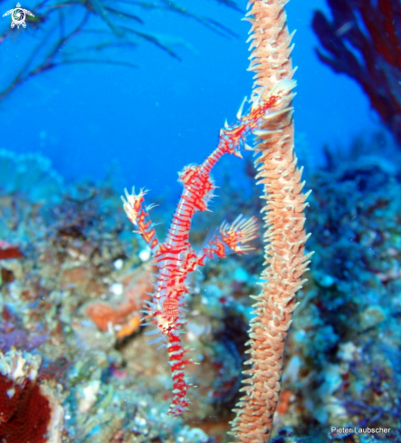 A Solenostomus paradoxus | Ornate ghost pipefish