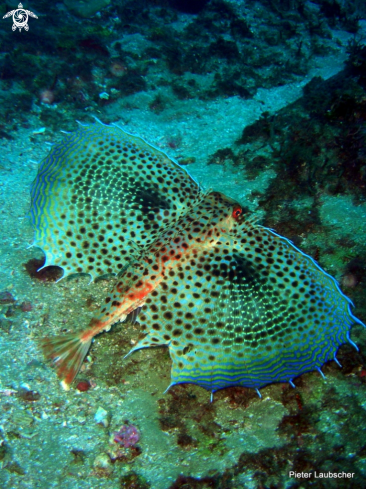 A Flying gurnard