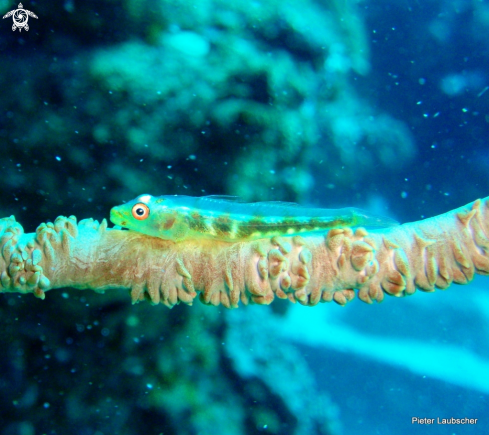 A Bryaninops yongei  | Whip coral goby